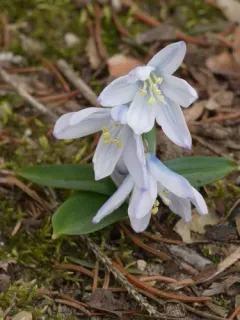 Mishchenko squill thumbnail 2
