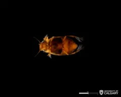 Liodessus obscurellus thumbnail 4