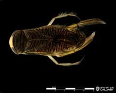 Callicorixa audeni thumbnail 3