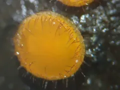 Cheilymenia fimicola thumbnail 2