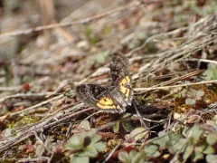 Annaphila danistica thumbnail 2