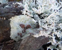 Placopsis lambii thumbnail 1
