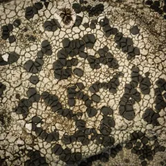 Tile Lichen thumbnail 1