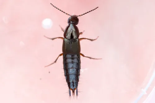 Philonthus asper