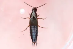 Philonthus asper thumbnail 1