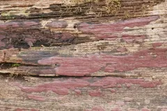 Hypoxylon fuscopurpureum thumbnail 1