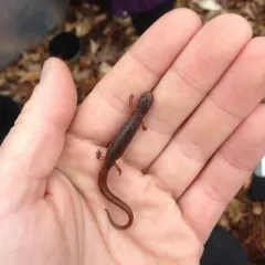 Four-toed Salamander thumbnail 3