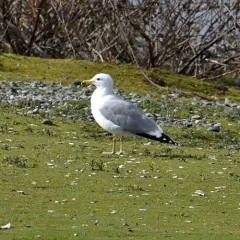 California Gull thumbnail 4
