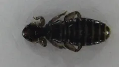 goose body louse thumbnail 2