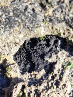 Wart Lichen thumbnail 3