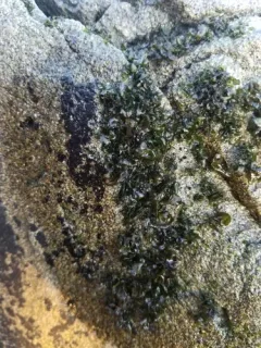 Mastodia tessellata thumbnail 2
