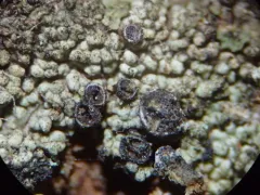 Cupped Soot Lichen thumbnail 4