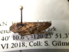 Douglas-fir Spittlebug thumbnail 2