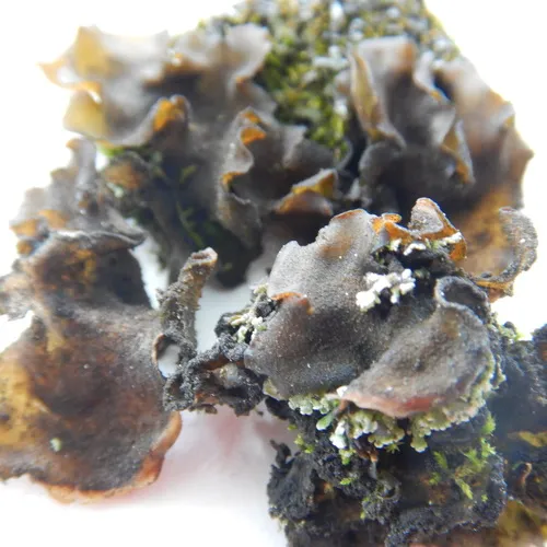 Bearded Jellyskin Lichen