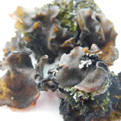 Bearded Jellyskin Lichen thumbnail 1