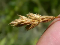 Liddon's sedge thumbnail 4