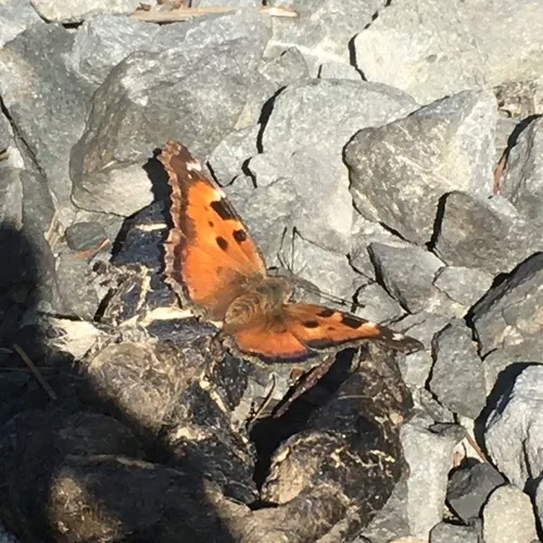 California Tortoiseshell