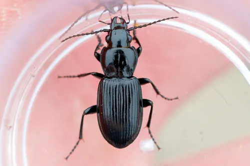 Pterostichus corvinus