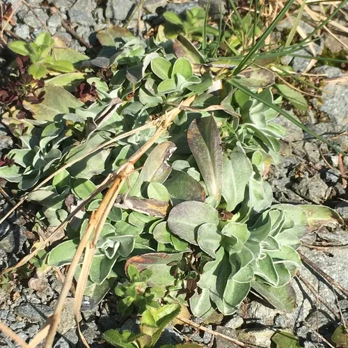 featherweed