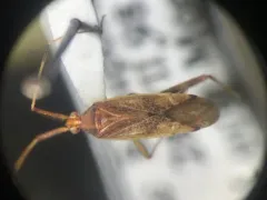 Phytocoris lasiomerus thumbnail 2
