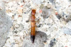 Black-tailed Tomcat Rove Beetle thumbnail 3
