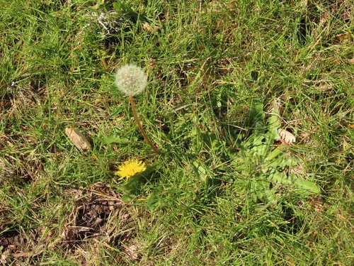 double-toothed dandelion