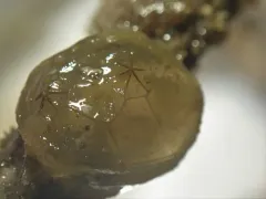 Chelyosoma columbianum thumbnail 4