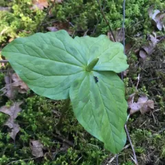 giant white wakerobin thumbnail 2