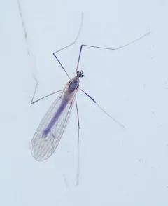 Trichocera garretti thumbnail 4
