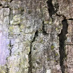 Bark scribble thumbnail 3