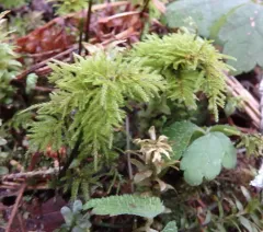 Pleuroziopsis ruthenica thumbnail 2