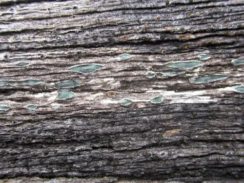 Propolis viridis