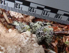 Fruiting Honeycomb Lichen thumbnail 2