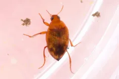 Haliplus longulus thumbnail 2