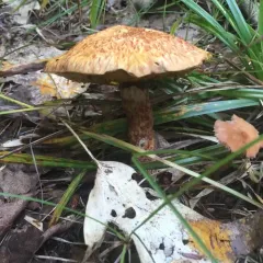 Painted Suillus thumbnail 3