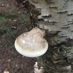 birch polypore thumbnail 2