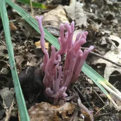 violet coral fungus thumbnail 2
