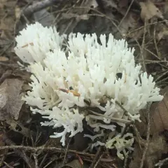 white coral fungus thumbnail 2