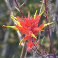 Wyoming Paintbrush thumbnail 2