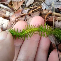 shining firmoss thumbnail 1
