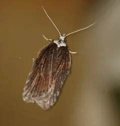 Acleris pulverosana thumbnail 3