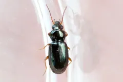 Bembidion obtusum thumbnail 1