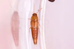 Palporus nitidulus thumbnail 2