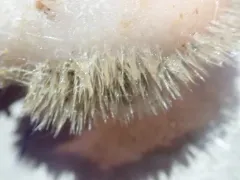 Spiny Tennis Ball Sponge thumbnail 3