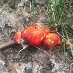 Crimson Waxcap thumbnail 2