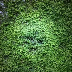 tree-skirt moss thumbnail 3