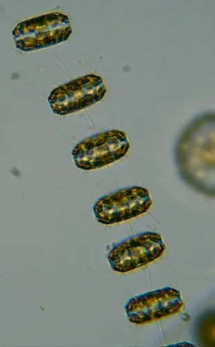 Thalassiosira aestivalis