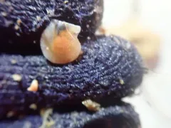 Vancouver Scallop thumbnail 1