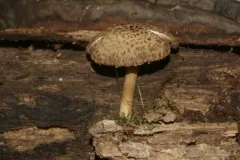 Cystoagaricus hirtosquamulosus thumbnail 2