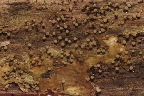 Cribraria piriformis